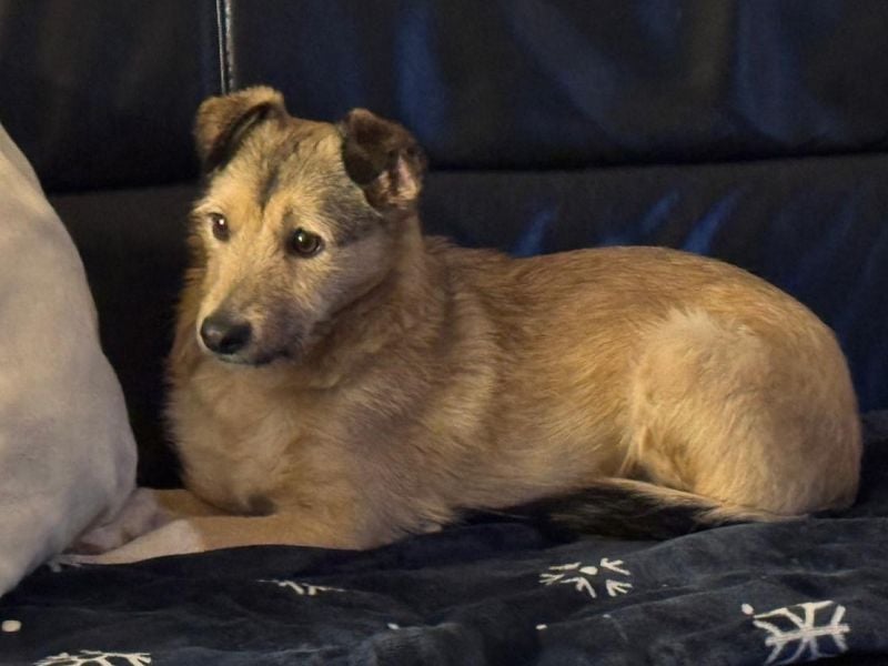 ♥PEPPI♥ neu auf Pflegestelle in Köln - niedliche, zarte, noch unsichere kleine Maus 37cm