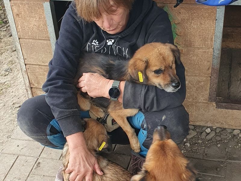 ♥SPIRELLI♥ neu auf Pflegestelle bei Köln - verschmuster, anhänglicher, ruhiger kleiner Rüde 37 cm