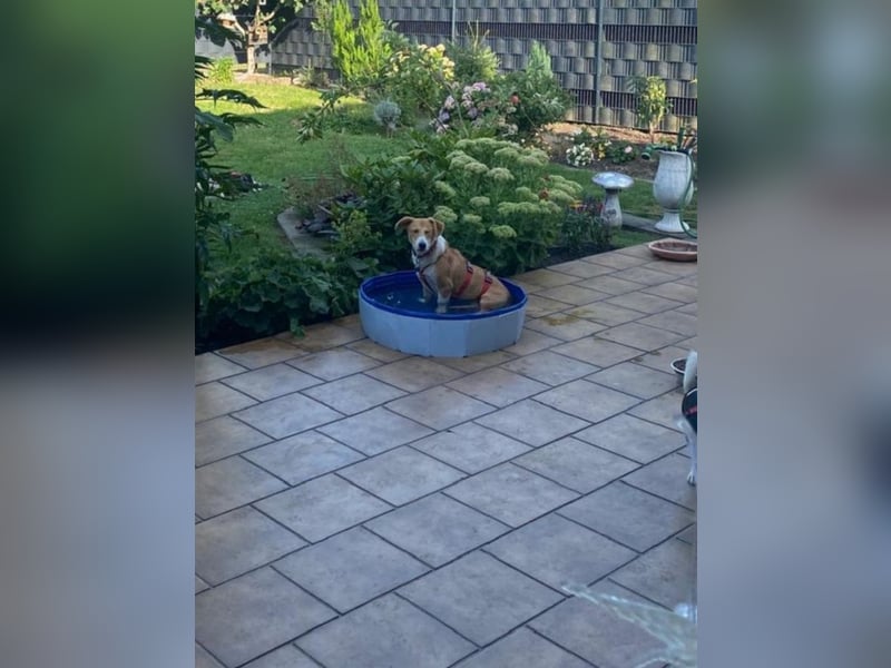 ♥JIMMY♥ auf Pflegestelle bei Duisburg - bezaubernder, verschmuster Junior 39 cm ♥JIMMY♥ auf Pflegestelle bei Duisburg - bezaubernder, verschmuster Junior 39 cm