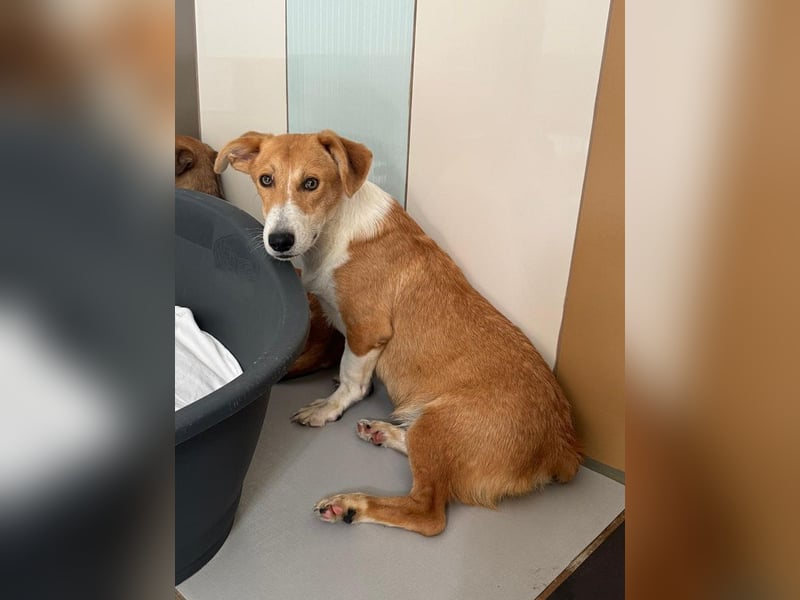 ♥JIMMY♥ auf Pflegestelle bei Duisburg - bezaubernder, verschmuster Junior 39 cm