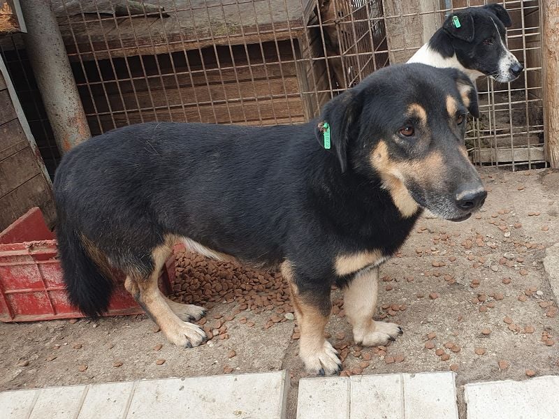 ♥PAULE♥ hübscher, charmanter, verschmuster, offener und selbstbewusster kleiner Rüde 38 cm