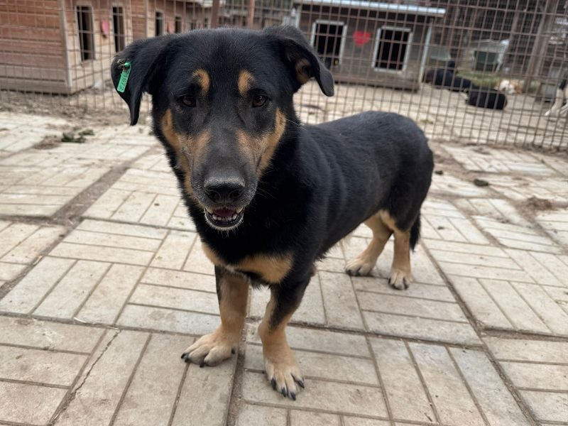 ♥PAULE♥ hübscher, charmanter, verschmuster, offener und selbstbewusster kleiner Rüde 38 cm