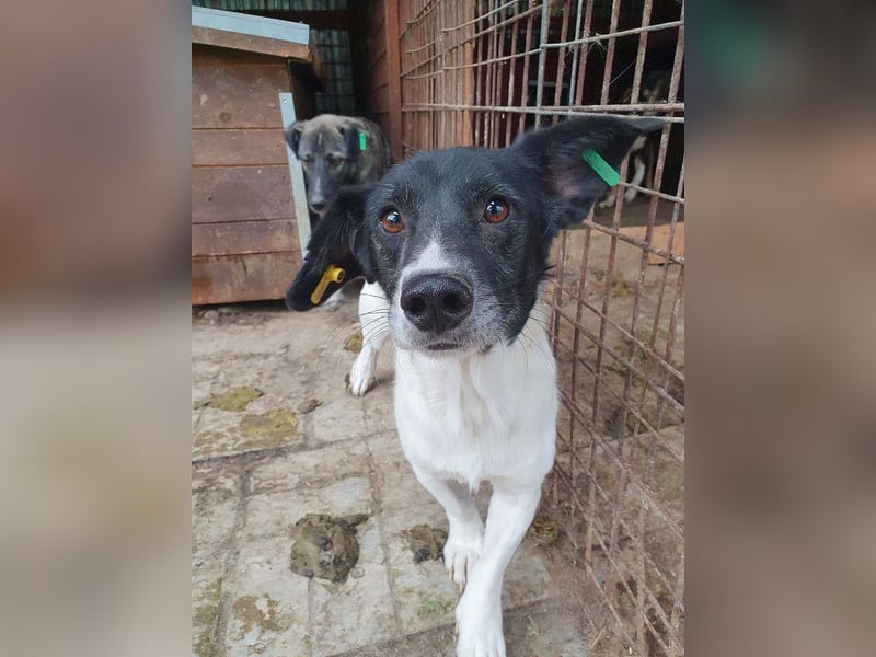 ♥TABASCO♥ sanfter, ganz zutraulicher, ruhiger kleiner Herzenshund 37 cm ♥TABASCO♥ sanfter, ganz zutraulicher, ruhiger kleiner Herzenshund 37 cm