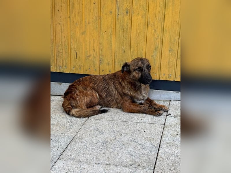 ♥PACO♥ neu auf Pflegestelle bei Köln - süßer, verspielter, lieber kleiner Jungrüde 39 cm