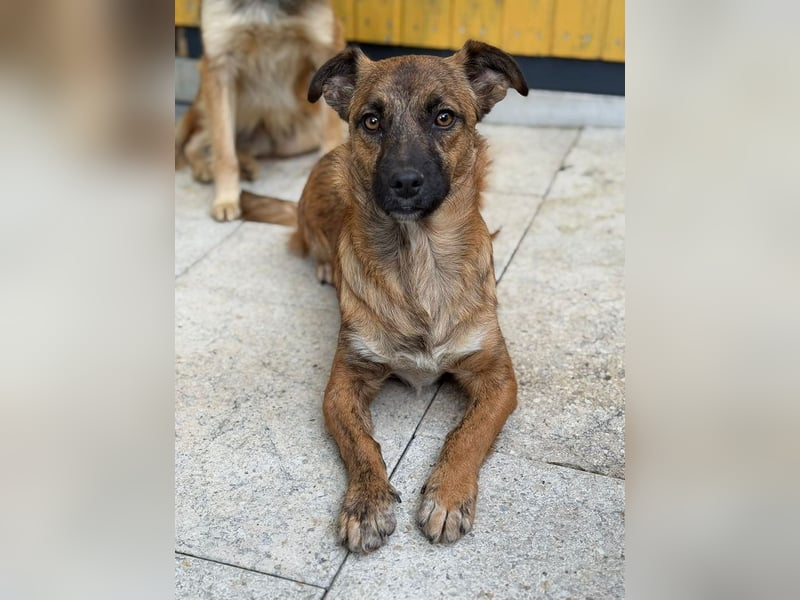 ♥PACO♥ neu auf Pflegestelle bei Köln - süßer, verspielter, lieber kleiner Jungrüde 39 cm