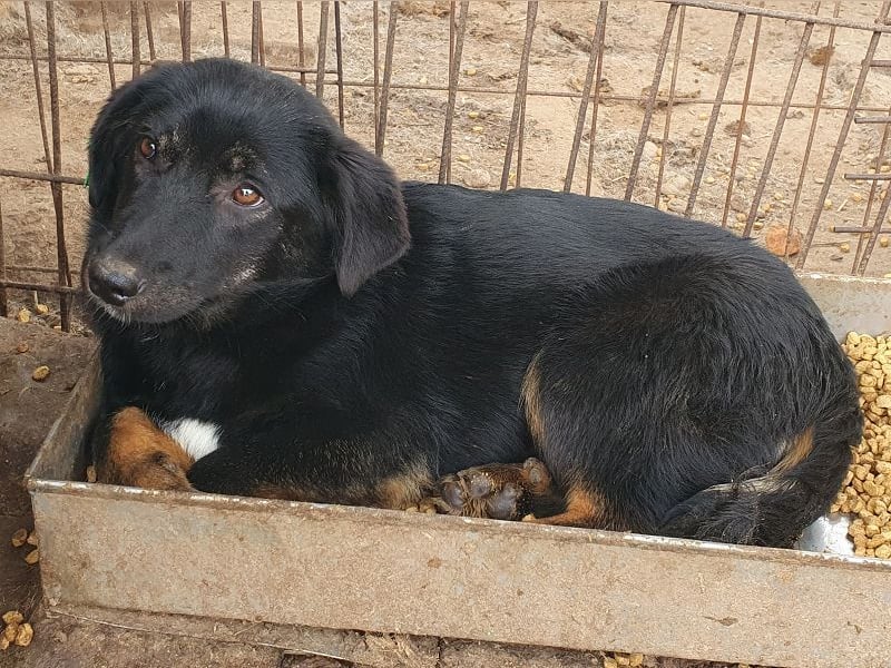 ♥MARIA♥ wunderbare, ausgeglichene, eher ruhige kleinere Junghündin 39 cm