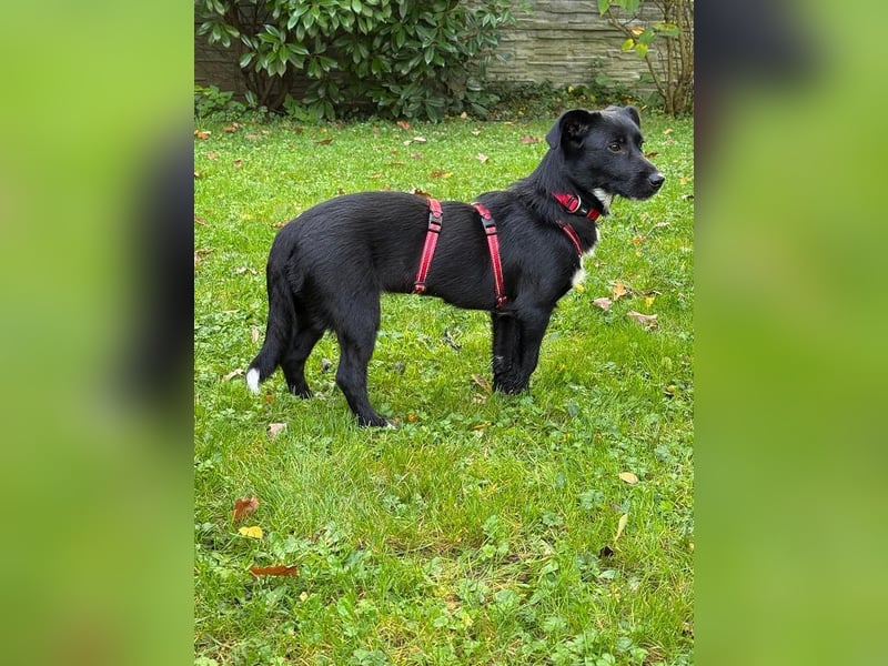 ♥PÜPPI♥ auf Pflegestelle bei Duisburg - verspielte, sanfte Schönheit 32 cm (wachsend)