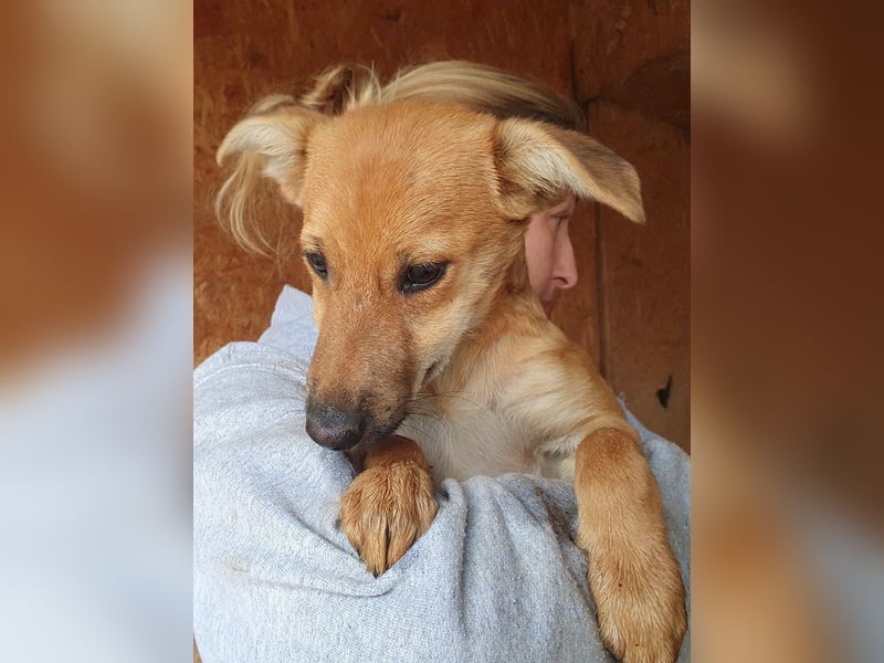 ♥DAISY♥ ab 15. Nov auf Pflegestelle bei Köln-total verschmustes,verspieltes Hundekind 38cm (wachsend ♥DAISY♥ ab 15. Nov auf Pflegestelle bei Köln-total verschmustes,verspieltes Hundekind 38cm (wachsend