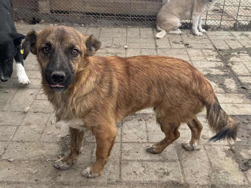 ♥PACO♥ ab 18. Okt auf Pflegestelle bei Köln - süßer, aufgeschlossener kleiner Jungrüde 36cm
