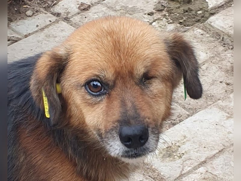 ♥SPIRELLI♥ neu auf Pflegestelle bei Köln - verschmuster, anhänglicher, ruhiger kleiner Rüde 37 cm