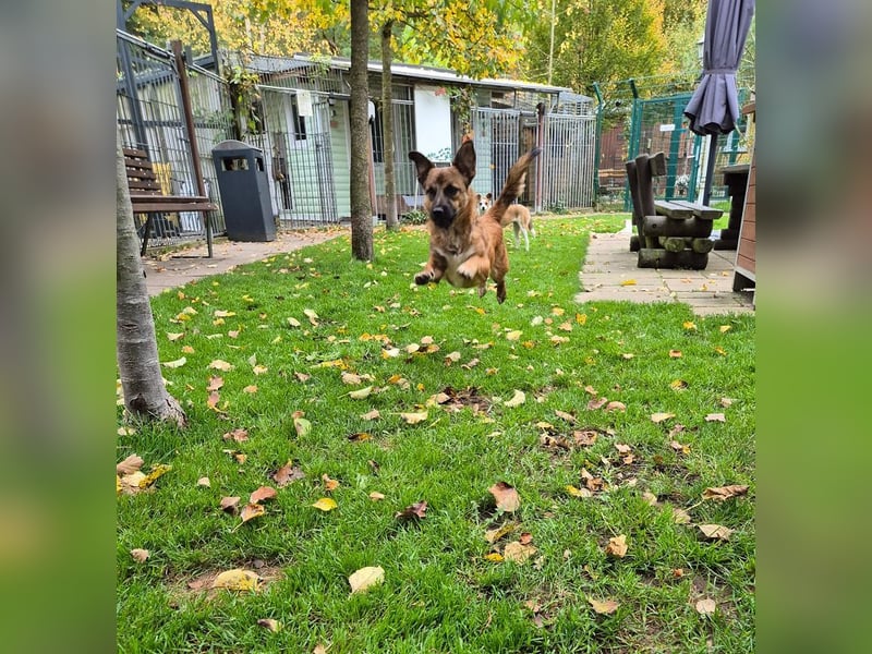 ♥PACO♥ neu auf Pflegestelle bei Köln - süßer, verspielter, lieber kleiner Jungrüde 39 cm