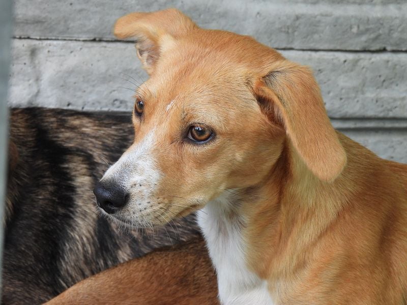 ♥JIMMY♥ auf Pflegestelle bei Duisburg - bezaubernder, verschmuster Junior 39 cm ♥JIMMY♥ auf Pflegestelle bei Duisburg - bezaubernder, verschmuster Junior 39 cm