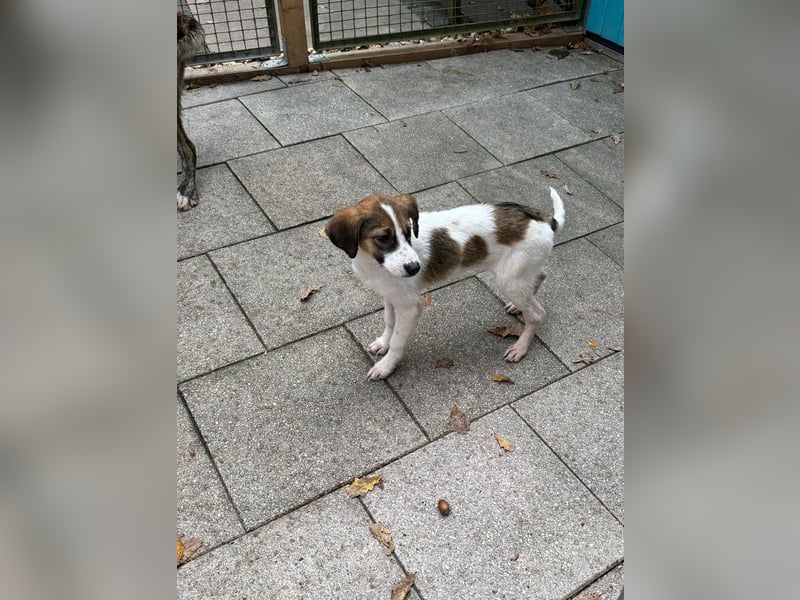 ♥JONNY♥ neu auf Pflegestelle bei Köln - bezaubernder, sehr lieber kleiner Hundemann 38 cm ♥JONNY♥ neu auf Pflegestelle bei Köln - bezaubernder, sehr lieber kleiner Hundemann 38 cm