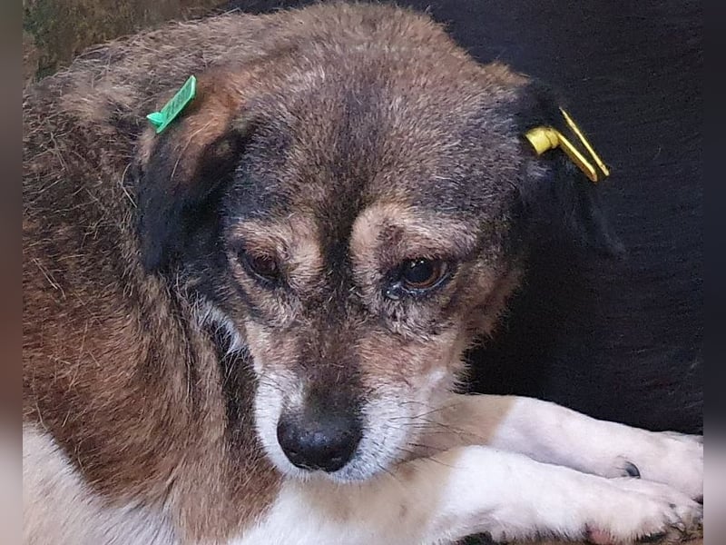 ♥KAYA♥ zarte, kleine,ruhige ältere Hundedame,die von ihrem Besitzer im Tierheim abgegeben wurde 39cm