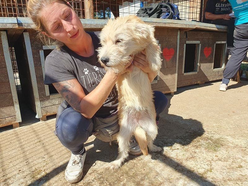 ♥BUFFY♥ zuckersüße, strubbelige Juniorin, die vom Tierheimstress überfordert ist 39 cm (wachsend)