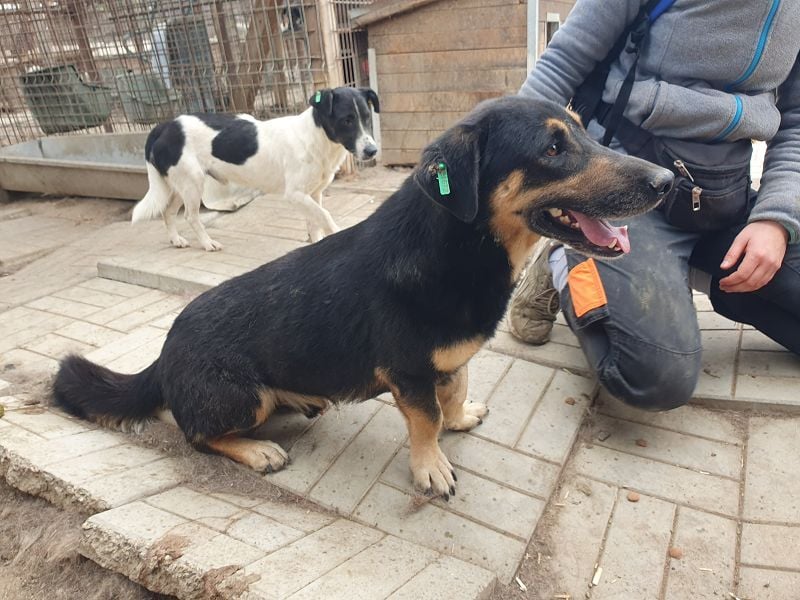 ♥PAULE♥ hübscher, charmanter, verschmuster, offener und selbstbewusster kleiner Rüde 38 cm