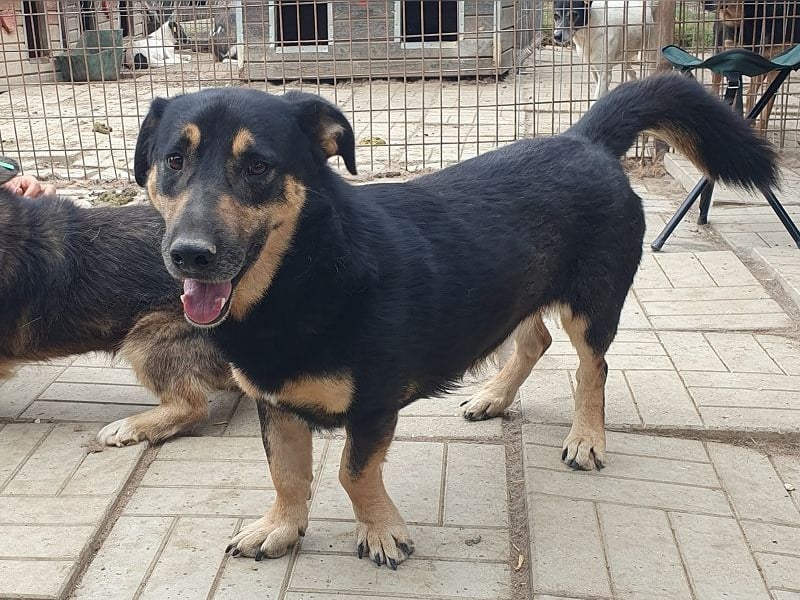 ♥PAULE♥ hübscher, charmanter, verschmuster, offener und selbstbewusster kleiner Rüde 38 cm