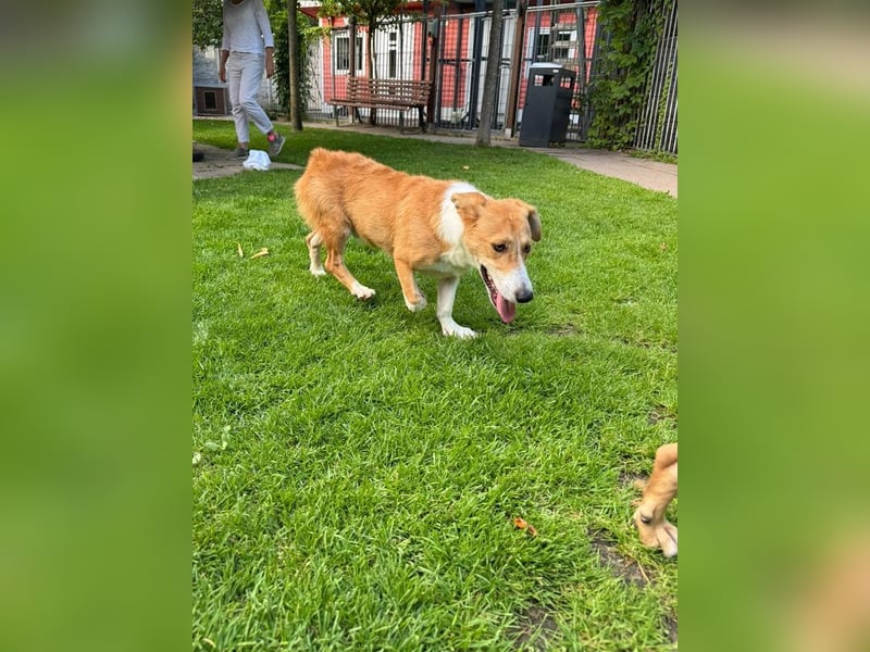 ♥JIMMY♥ auf Pflegestelle bei Duisburg - bezaubernder, verschmuster Junior 39 cm