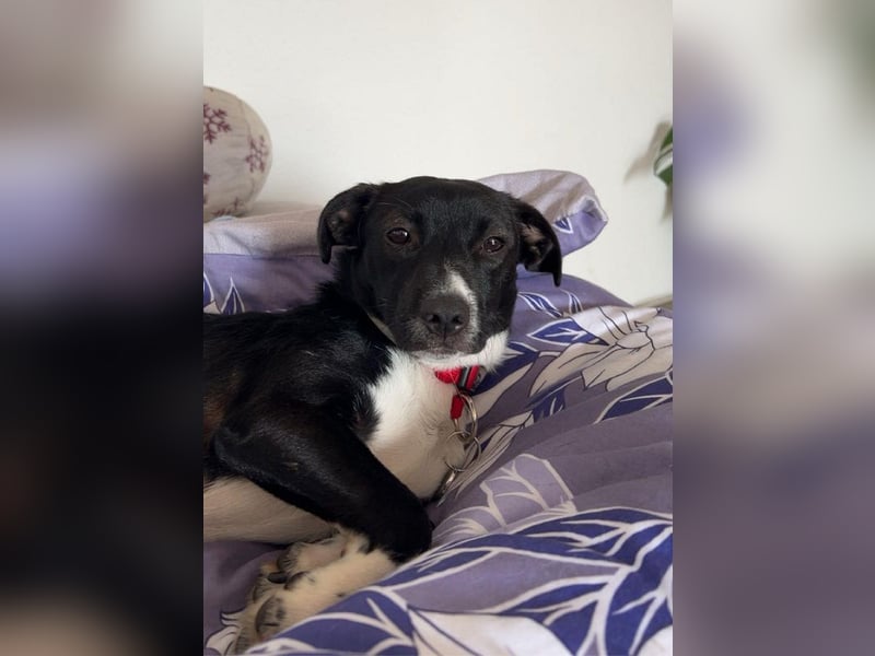 ♥LUISA♥ verliert ihr Zuhause bei Osnabrück - zuckersüßer verspielter Schatz 34 cm ♥LUISA♥ verliert ihr Zuhause bei Osnabrück - zuckersüßer verspielter Schatz 34 cm