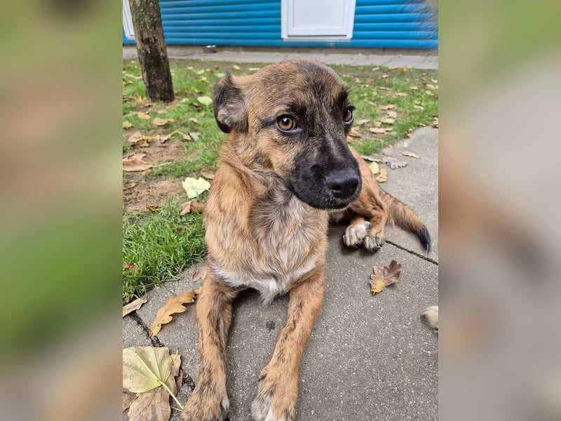 ♥PACO♥ neu auf Pflegestelle bei Köln - süßer, verspielter, lieber kleiner Jungrüde 39 cm
