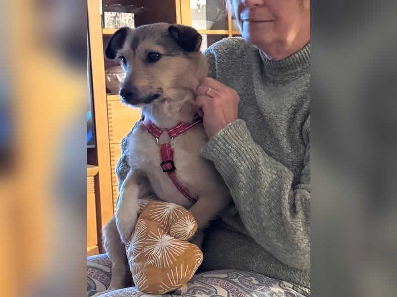 ♥PEPPI♥ neu auf Pflegestelle in Köln - niedliche, zarte, noch unsichere kleine Maus 37cm