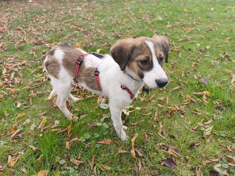 ♥JONNY♥ neu auf Pflegestelle bei Köln - bezaubernder, sehr lieber kleiner Hundemann 38 cm ♥JONNY♥ neu auf Pflegestelle bei Köln - bezaubernder, sehr lieber kleiner Hundemann 38 cm