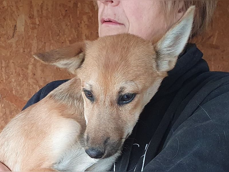 ♥LUNA♥ zuckersüße, zarte, verschmuste Welpin, die es im Winter schwer haben wird 36 cm (wachsend)