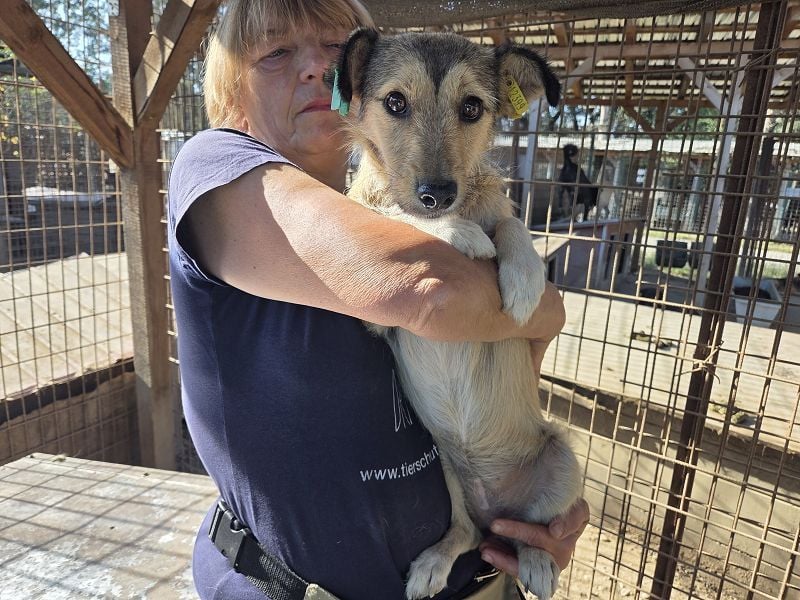 ♥PEPPI♥ neu auf Pflegestelle in Köln - süße, zarte, noch unsichere kleine Maus 37 cm