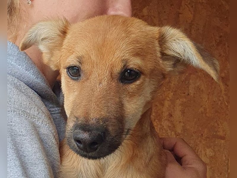 ♥DAISY♥ ab 15. Nov auf Pflegestelle bei Köln-total verschmustes,verspieltes Hundekind 38cm (wachsend ♥DAISY♥ ab 15. Nov auf Pflegestelle bei Köln-total verschmustes,verspieltes Hundekind 38cm (wachsend