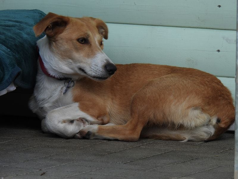 ♥JIMMY♥ auf Pflegestelle bei Duisburg - bezaubernder, verschmuster Junior 39 cm ♥JIMMY♥ auf Pflegestelle bei Duisburg - bezaubernder, verschmuster Junior 39 cm