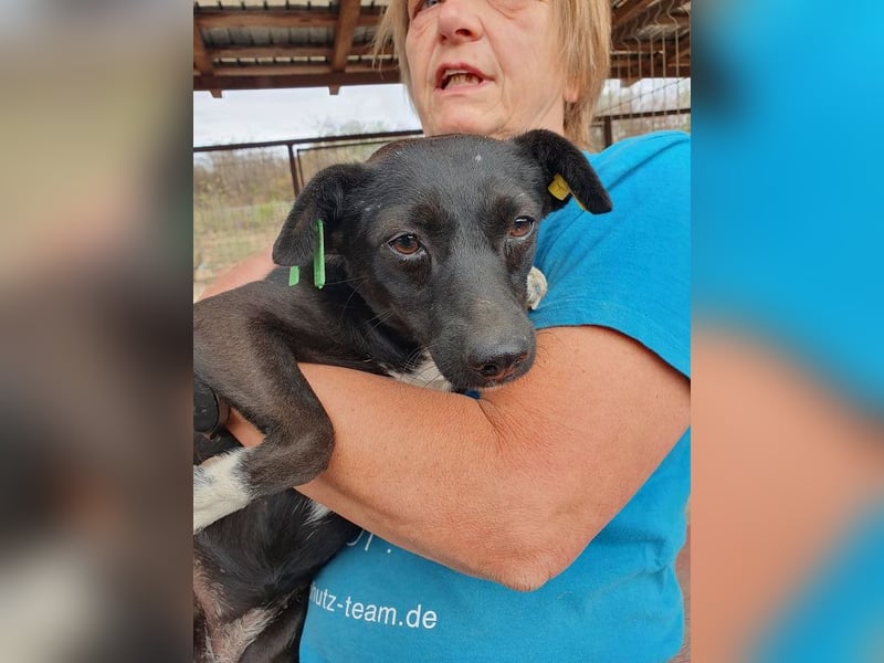♥SENNA♥ zuckersüße, liebe, noch unsichere kleine Hündin, die im Tierheim sehr gestresst ist 36 cm