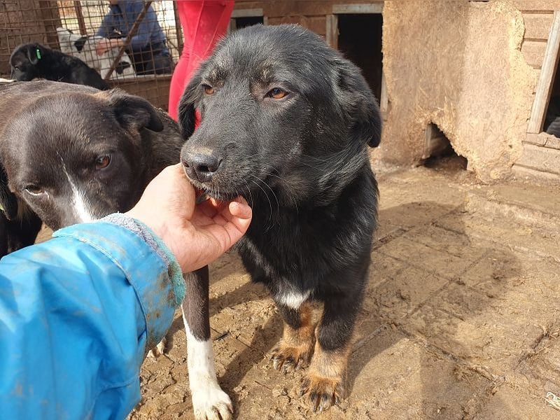 ♥MARIA♥ wunderbare, ausgeglichene, eher ruhige kleinere Junghündin 39 cm