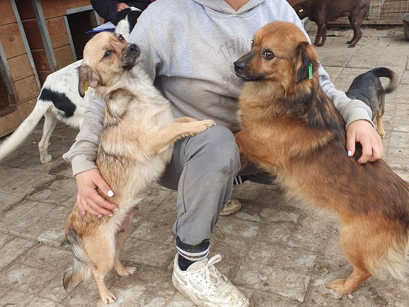 ♥BARLEY♥ neu auf Pflegestelle bei Köln - zuckersüßer, verschmuster, anhänglicher Schatz 33 cm