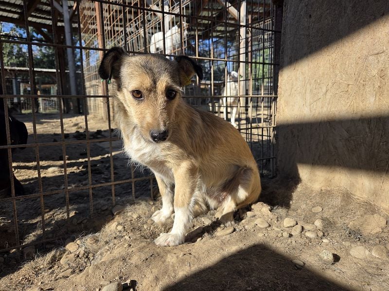 ♥PEPPI♥ neu auf Pflegestelle in Köln - süße, zarte, noch unsichere kleine Maus 37 cm