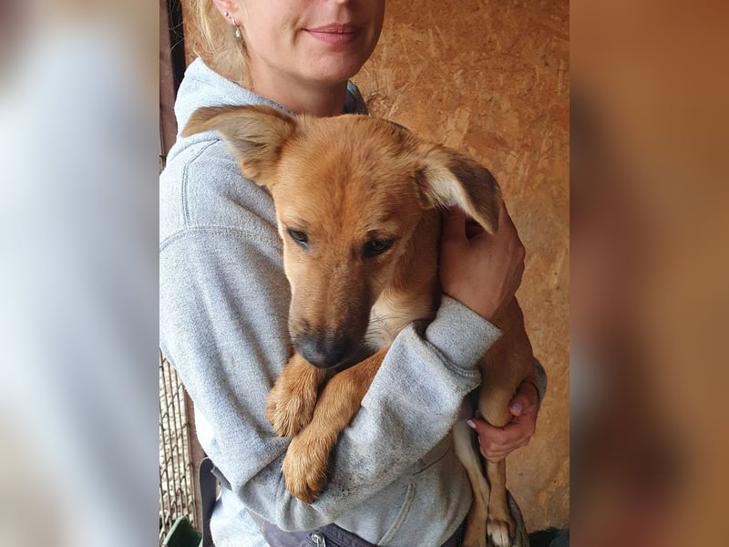 ♥DAISY♥ ab 15. Nov auf Pflegestelle bei Köln-total verschmustes,verspieltes Hundekind 38cm (wachsend ♥DAISY♥ ab 15. Nov auf Pflegestelle bei Köln-total verschmustes,verspieltes Hundekind 38cm (wachsend