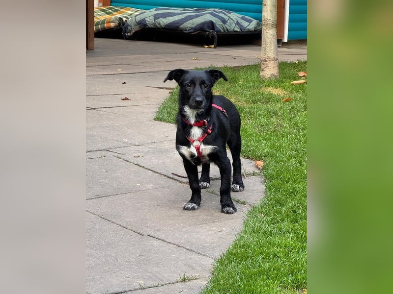 ♥PÜPPI♥ auf Pflegestelle bei Duisburg - verspielte, sanfte Schönheit 32 cm (wachsend)