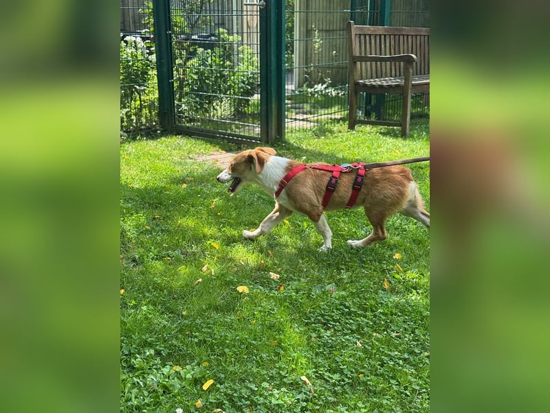 ♥JIMMY♥ auf Pflegestelle bei Duisburg - bezaubernder, verschmuster Junior 39 cm