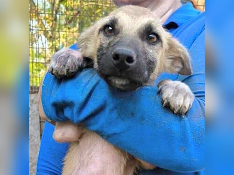 ♥GEORG♥ zuckersüßer, verspielter Hundebub, dem der Tierheimstress sehr zusetzt 25-30 cm (wachsend)