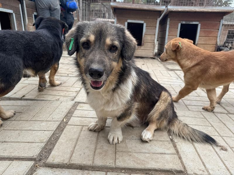 ♥TWIX♥ zuckersüßer, sanfter, charmanter, verspielter Gute-Laune-Hund 39 cm ♥TWIX♥ zuckersüßer, sanfter, charmanter, verspielter Gute-Laune-Hund 39 cm