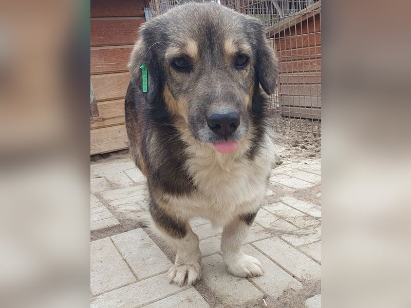 ♥TWIX♥ zuckersüßer, sanfter, charmanter, verspielter Gute-Laune-Hund 39 cm ♥TWIX♥ zuckersüßer, sanfter, charmanter, verspielter Gute-Laune-Hund 39 cm