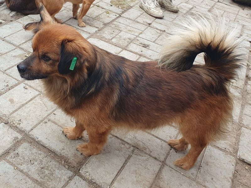 ♥BARLEY♥ neu auf Pflegestelle bei Köln - zuckersüßer, verschmuster, anhänglicher Schatz 33 cm