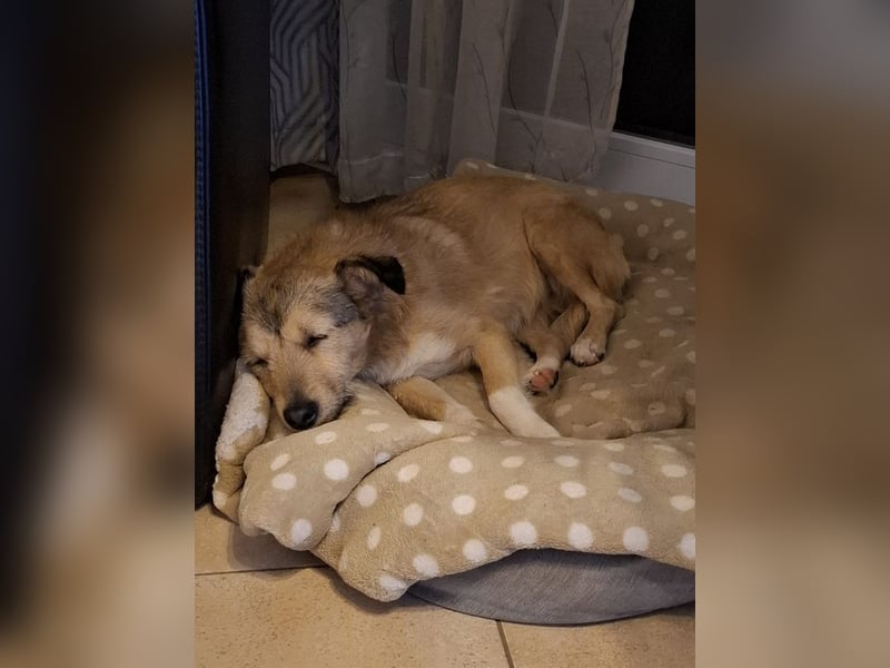 ♥PEPPI♥ neu auf Pflegestelle in Köln - niedliche, zarte, noch unsichere kleine Maus 37cm