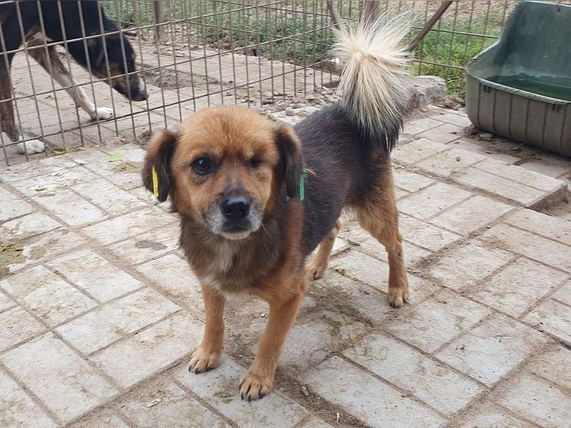 ♥SPIRELLI♥ neu auf Pflegestelle bei Köln - verschmuster, anhänglicher, ruhiger kleiner Rüde 37 cm