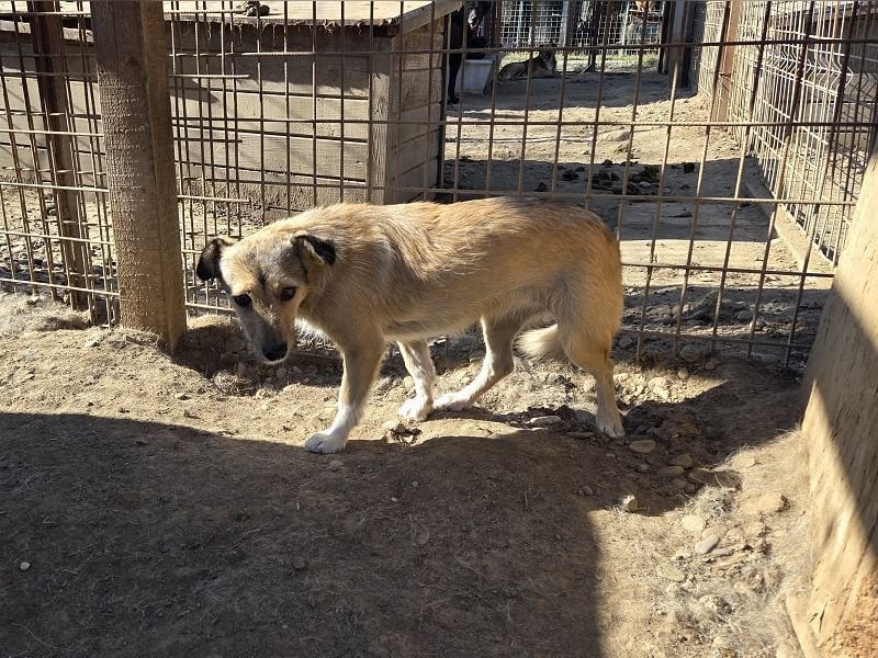 ♥PEPPI♥ neu auf Pflegestelle in Köln - süße, zarte, noch unsichere kleine Maus 37 cm