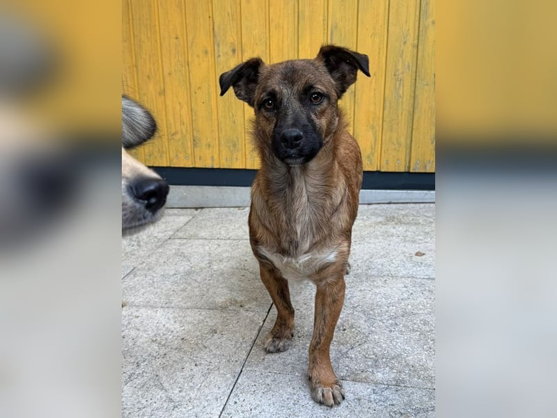 ♥PACO♥ auf Pflegestelle bei Köln - süßer, verspielter, lieber kleiner Jungrüde 39 cm