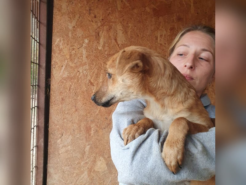 ♥DAISY♥ ab 15. Nov auf Pflegestelle bei Köln-total verschmustes,verspieltes Hundekind 38cm (wachsend ♥DAISY♥ ab 15. Nov auf Pflegestelle bei Köln-total verschmustes,verspieltes Hundekind 38cm (wachsend