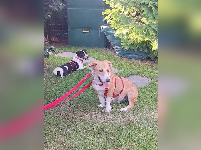 ♥JIMMY♥ auf Pflegestelle bei Duisburg - bezaubernder, verschmuster Junior 39 cm ♥JIMMY♥ auf Pflegestelle bei Duisburg - bezaubernder, verschmuster Junior 39 cm