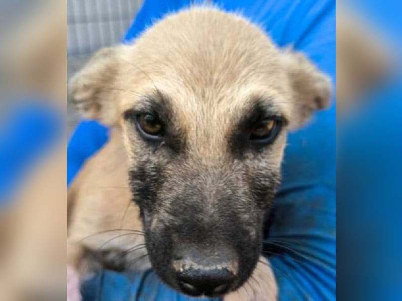 ♥GEORG♥ zuckersüßer, verspielter Hundebub, dem der Tierheimstress sehr zusetzt 25-30 cm (wachsend)