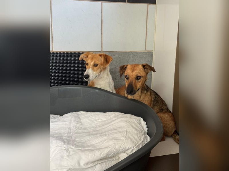 ♥JIMMY♥ auf Pflegestelle bei Duisburg - bezaubernder, verschmuster Junior 39 cm