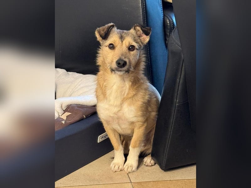 ♥PEPPI♥ neu auf Pflegestelle in Köln - niedliche, zarte, noch unsichere kleine Maus 37cm